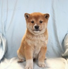 štěňata Shiba Inu k dispozici