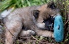 štěňata Eurasier hravé a zdravé štěňata Eurasier