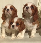 Kavalr King Charles panl