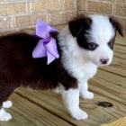 štěňátka australského ovčáka k adopci