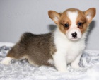 Štěňata Pembroke Welsh Corgi