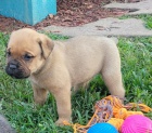tata Cane Corso.