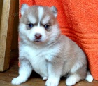 Krásná štěňata Pomskies k adopci (kříženec sibiřský a pomeranian)