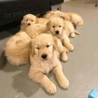 ZDRAVÁ A OČKOVANÁ Štěňátka zlatého retrívra k adopci.