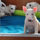 krásná štěňátka anglického bulteriéra k adopci