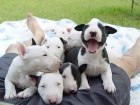 krásná štěňátka anglického bulteriéra k adopci
