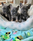 ZDRAVÁ a OČKOVANÁ štěňata francouzského buldočka k adopci