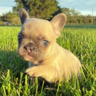 MINI štěňata francouzského buldočka k adopci