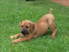 Krásná štěňátka boerboel.