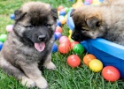 štěňata Eurasier hravé a zdravé štěňata Eurasier