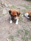 2 hravé štěňata Fox Terrier