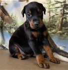 Štěňata dobermanů.