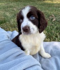 štěňata pejska a fenky anglického špringršpaněla k adopci.