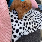 miniaturní štěňata pudlíka a feny k adopci