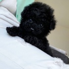 černě očkovaná štěňata miniaturního psa a feny pudla k adopci