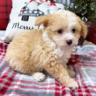 Krsn a rozkon ttka Aussiedoodle (plemena australskho ovka a pudla) k adopci