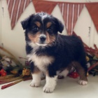 Rozkošná štěňata australského ovčáka k adopci