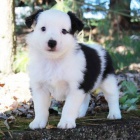 Krásná a zdravá štěňata australského ovčáka k adopci