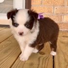 Krásná a zdravá štěňata australského ovčáka k adopci