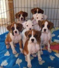 Německý boxer štěňata k ADOPCI