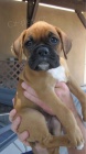 Německý boxer štěňata k ADOPCI