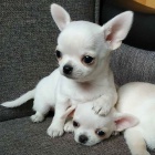 mini štěňata čivavy k adopci