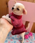 zdravá mini štěňata čivavy k adopci