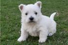 Štěňata West Highland White Terrier.