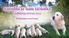 Zlatý retrívr - štěňátka s PP