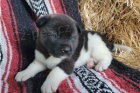Hravé štěňata Akita.