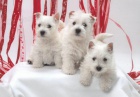 Štěňata West Highland White Terrier.