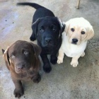 Zdravá a krásná štěňátka pejska a fenky labradorského retrívra k adopci.