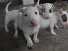 Mini krásná štěňátka anglického bulteriéra k adopci