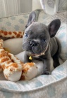 ZDRAVÁ a OČKOVANÁ štěňata francouzského buldočka k adopci.
