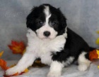 očkovaná, odčervená štěňata fenky a pejska Aussiedoodle k adopci. Štěňata jsou všechna očkovaná a zdravá