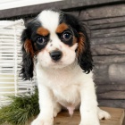 Zdravá štěňata Kavalír King Charles Spaniel k adopci. Štěňátka jsou všechna očkovaná a odčervená.
