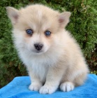 Krásná štěňata Pomskies k adopci (kříženec sibiřský husky a pomeranian)