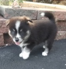 Krásná štěňata Pomskies k adopci (kříženec sibiřský husky a pomeranian)