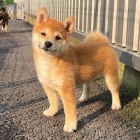 štěňata shiba inu k adopci
