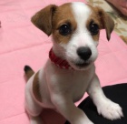 Prodám zdravá štěňata jack russell teriéra.
