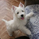 Prodám mini štěňata West Highland White Terriers