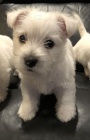Prodám mini štěňata West Highland White Terriers