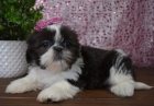 rozkošná štěňátka fenka a pejsek SHIH TZU k adopci