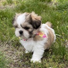 rozkošná, očkovaná a odčervená štěňátka SHIH TZU k adopci