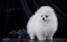 miniaturní štěňata pomeranianů na prodej. Jsou očkovaná a odčervená.