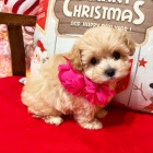Maltipoo očkovaná štěňata k adopci.