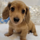 zdravá štěňata jezevčíků k adopci