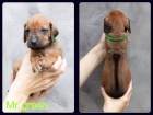 Rhodéský ridgeback s PP
