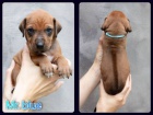 Rhodéský ridgeback s PP