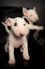 krásná a očkovaná štěňátka bulteriéra k adopci